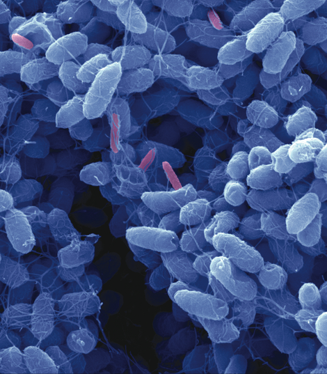 Scanning electron micrograph of Bdellovibri bacteriovorus drilling into an E.coli biofilm. Image: Daniel Kadouri